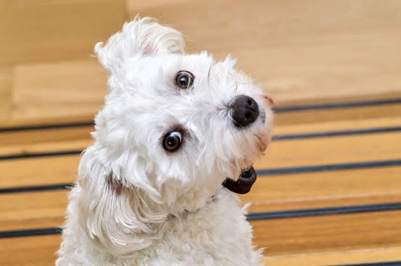 振り返る犬