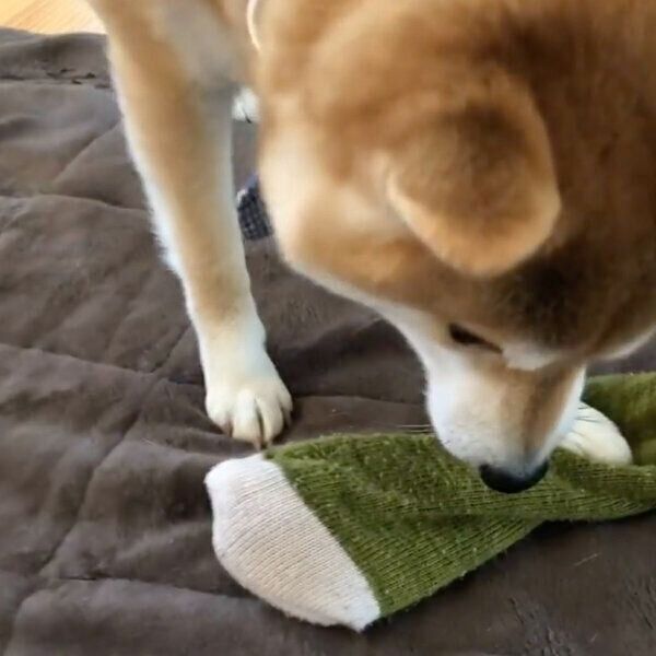 ママさんの靴下を奪うラテくん