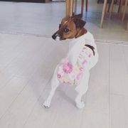 生理に関する記事一覧 いぬのきもちweb Magazine 生理に関する記事一覧 いぬのきもちweb Magazine