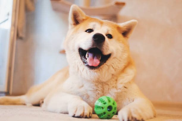 赤い田犬の犬は、自宅で緑のボールで遊ぶ,床に横たわって,面白いかわいい肖像画
