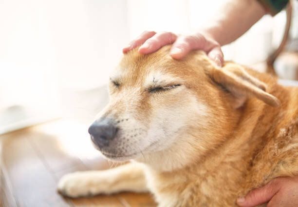犬の頭をなでて