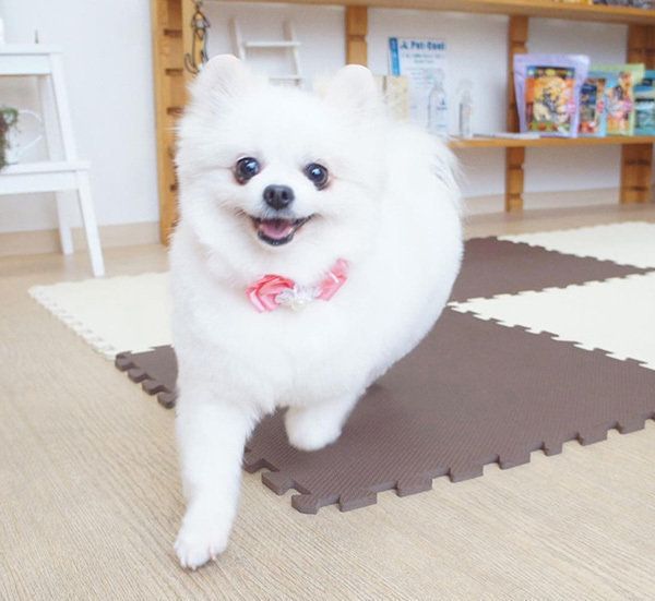 ポメラニアンの姫ちゃん