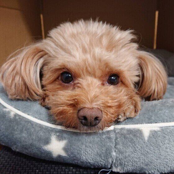 愛犬に輸血が必要となったら…知っておくことは? いぬのきもち