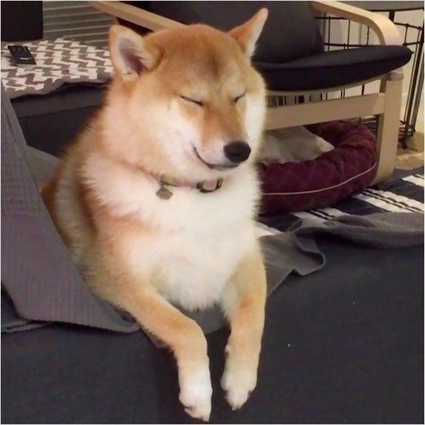 柴犬