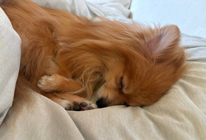 すやすやと眠るポメラニアン