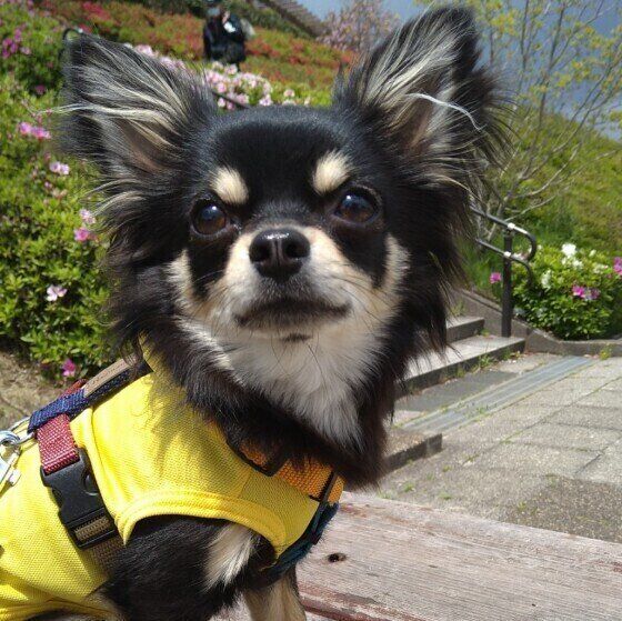 チワワの快ちゃん