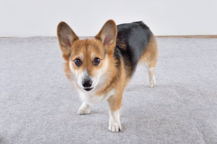 情熱系タイプの犬種って?