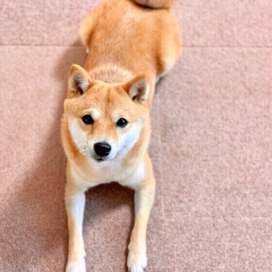 上目遣いの柴