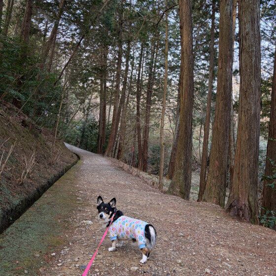 歩きながら後ろを振り向くコーギー