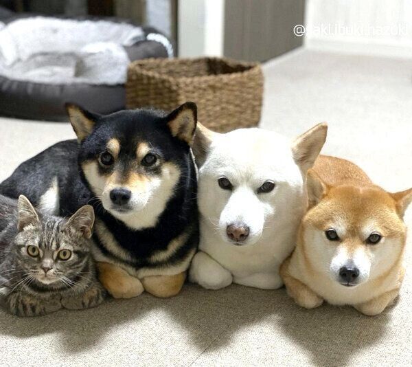 香箱座りをするいぶきちゃん、さきちゃん、はづきくん、キキくん