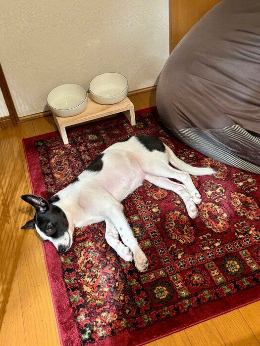 少し環境にも慣れてきた? ケージの外で過ごすパユちゃんの様子