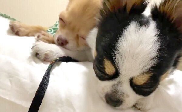 えびちゃんに寄りかかるぶーちゃん