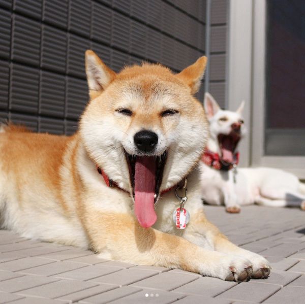 あくびする犬