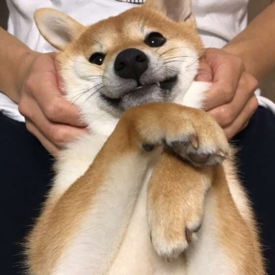 獣医師監修:歩けなくなった犬との暮らし方