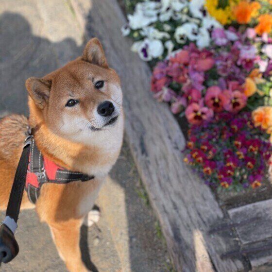柴