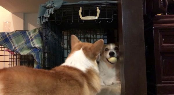 コーギー