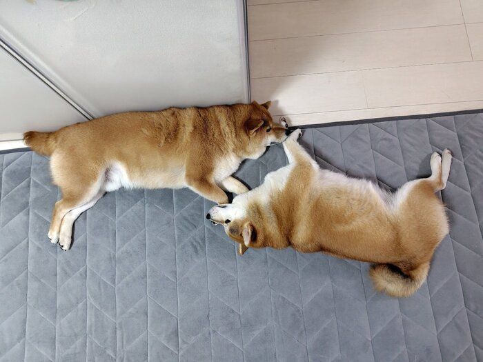 仲良くまったりする2頭