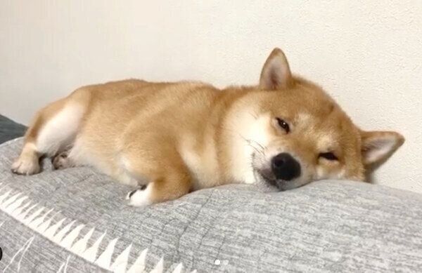 まったりするうにくん