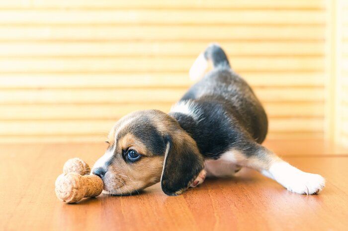 おもちゃで遊ぶ犬