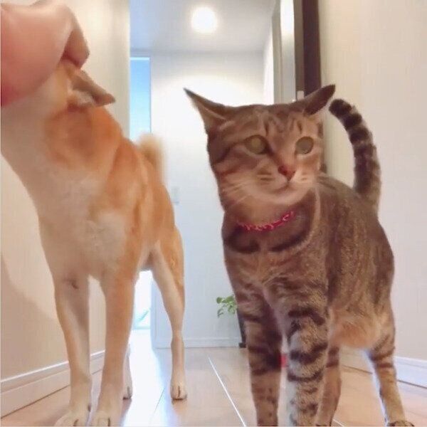 飼い主さんにナデナデしてもらうHaluくん