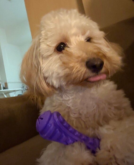 おもちゃに夢中な様子の犬