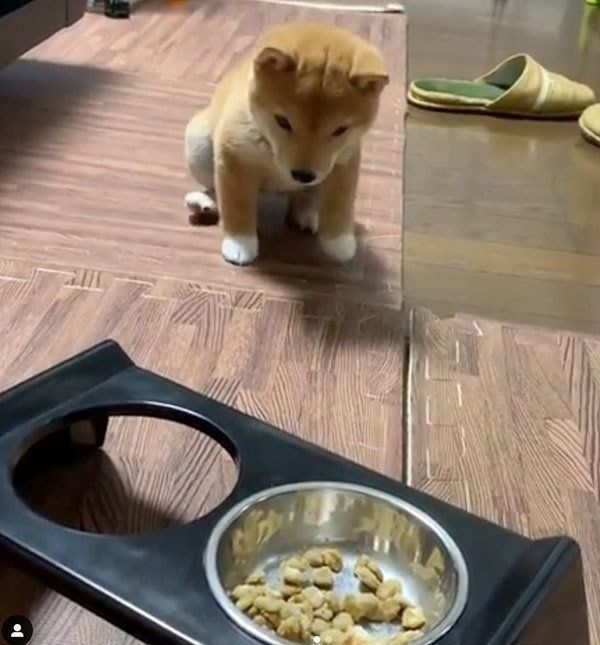 ごはんを見て後ずさりする豆柴