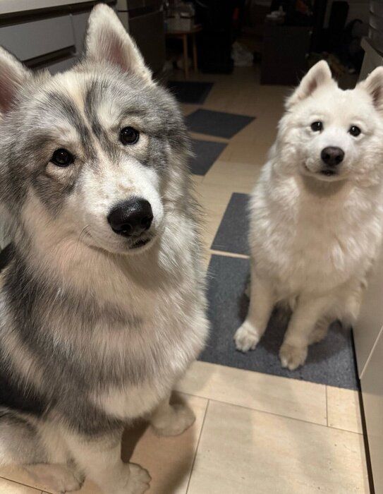 現在のパウくん、先住犬・スキーくん