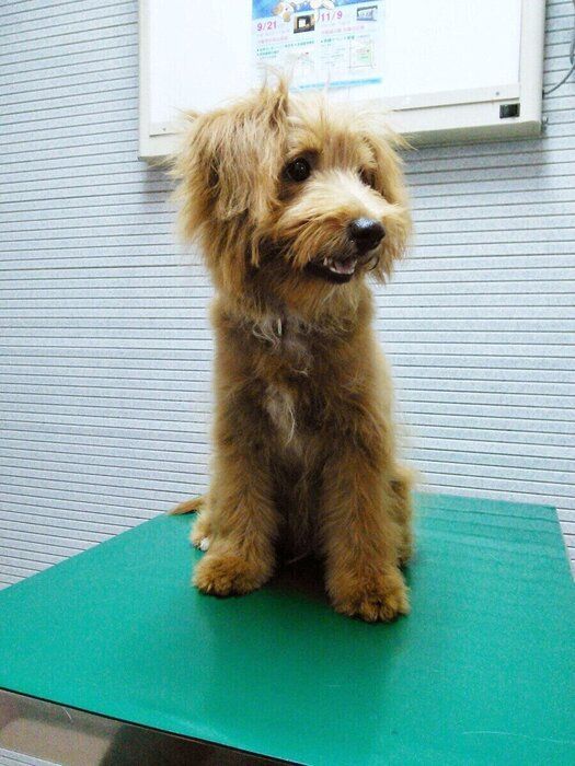 連載「こぐま犬てんすけ」