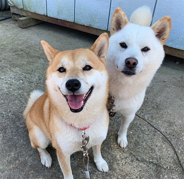 見つめるQ太郎くんとみかんちゃん