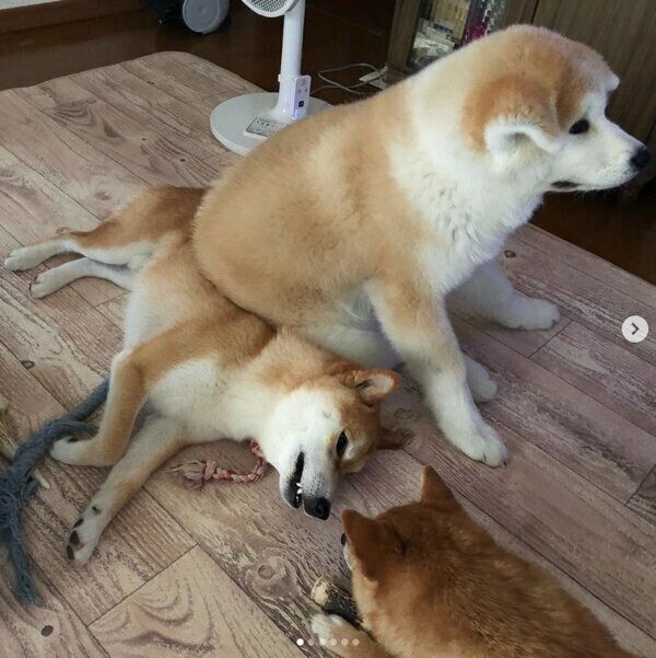 自分を 柴犬の子犬 だと思ってる 兄柴の上に座る秋田犬の子犬 悪気がない姿 に爆笑 いぬのきもちweb Magazine