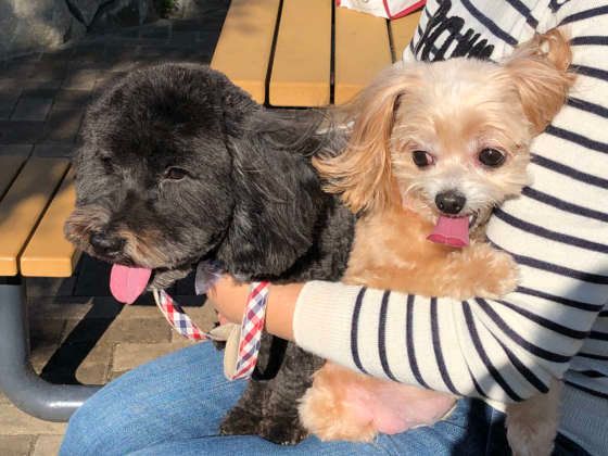 友達と遊ぶ犬