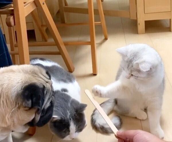 アイスの棒を見るパグ太郎くん、ネギトロちゃん、カンパチくん