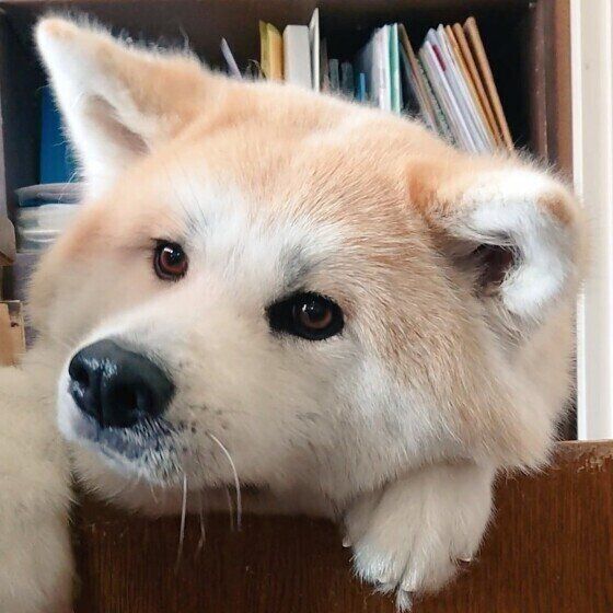 見つめる秋田犬