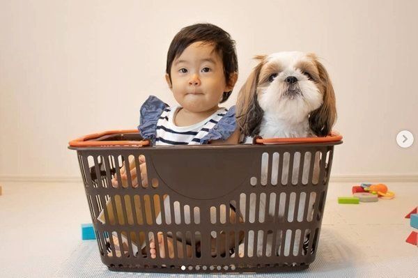 カゴの中に入るシー・ズーと女の子