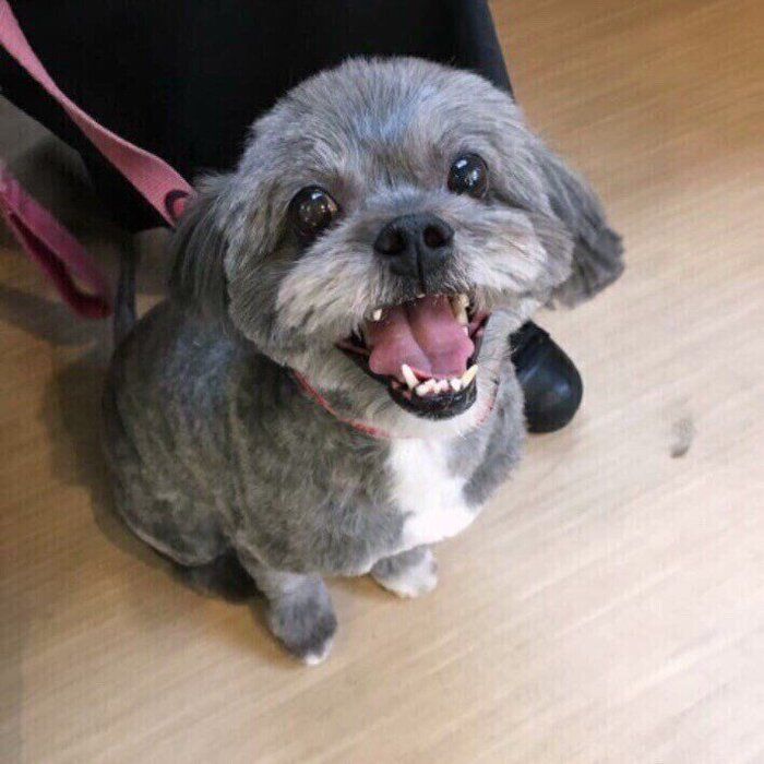 ミックスのグレーシーちゃん