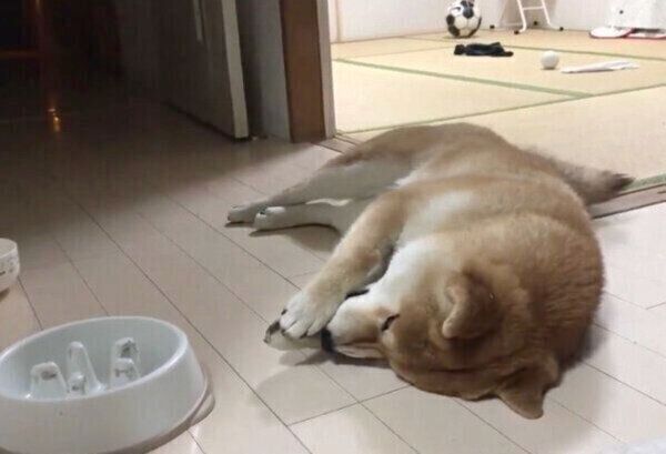 ごはんを早食いしたことを後悔するこむぎくん