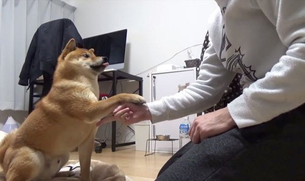 じゃんけんをする柴犬