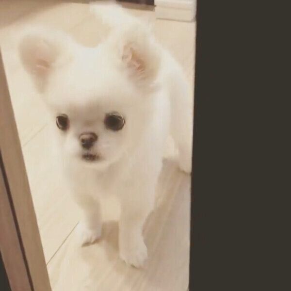 飼い主さんの帰宅を待つとろろちゃん