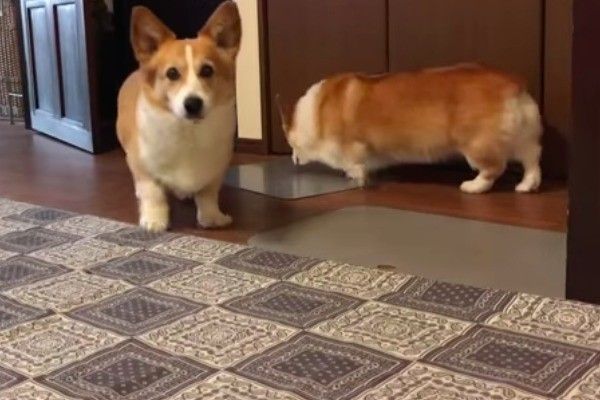 コーギー兄妹