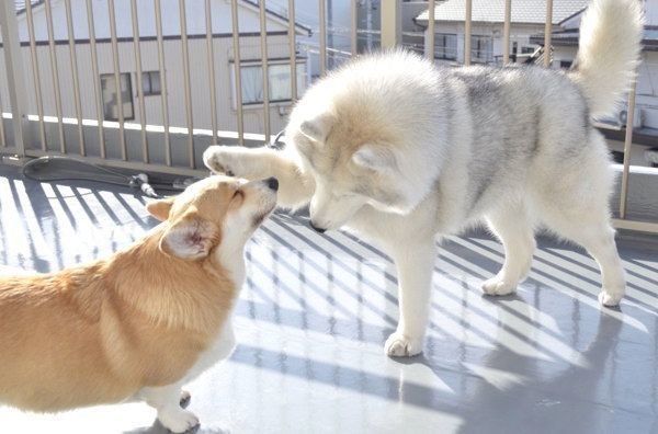 ムギちゃんをヨシヨシするキャリーちゃん