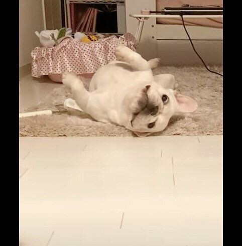 仰向けの犬