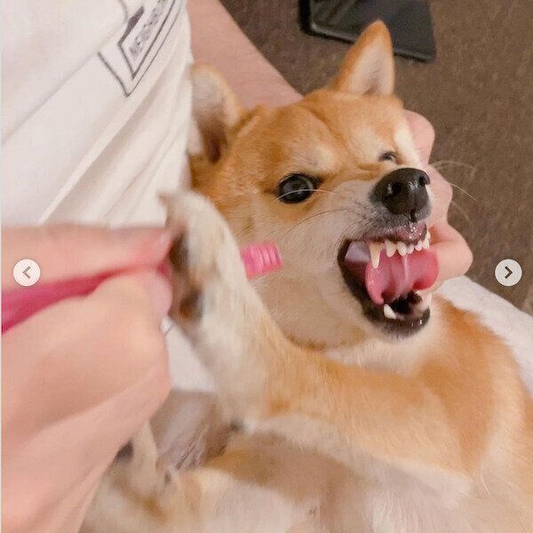 歯磨きが苦手なにこちゃん