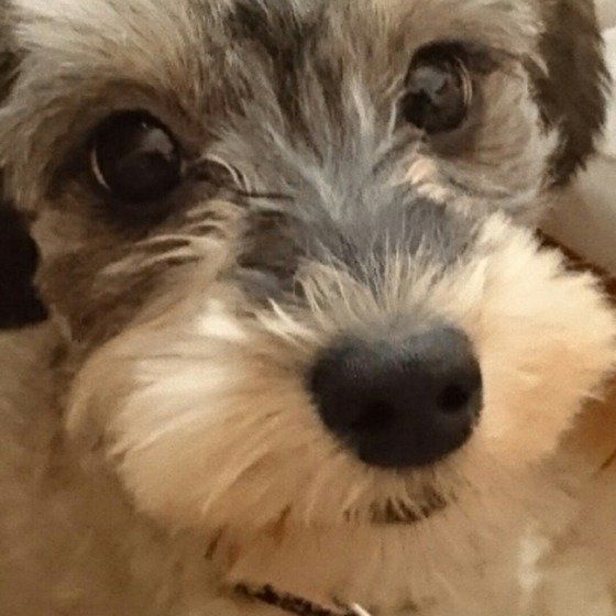 クンクンするミックス犬