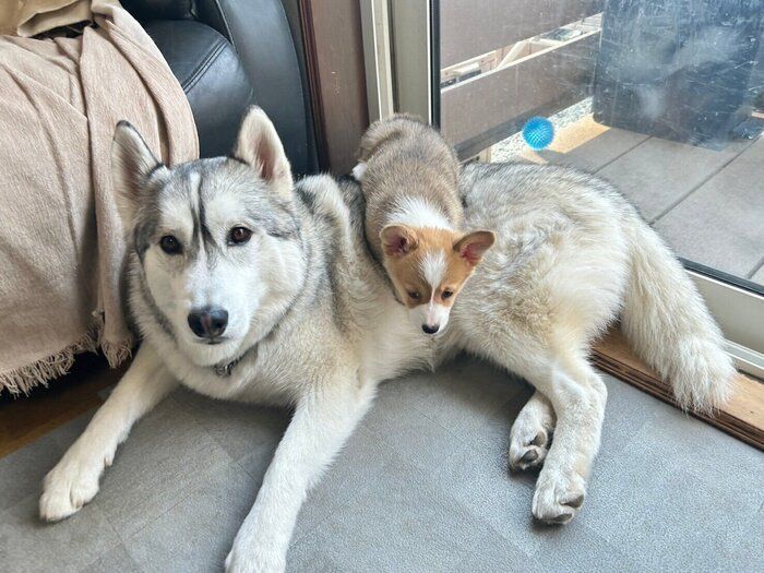 レイくんの後ろに隠れるロアくん