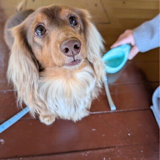 お散歩中に休憩しながら水分補給♪