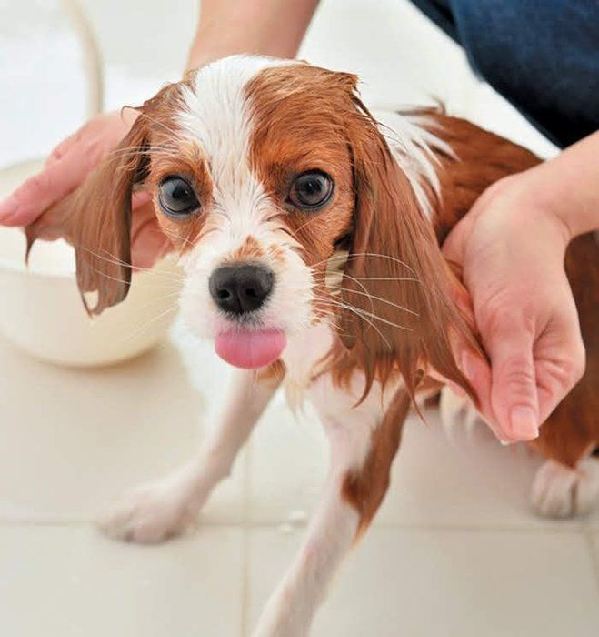 犬のリンス