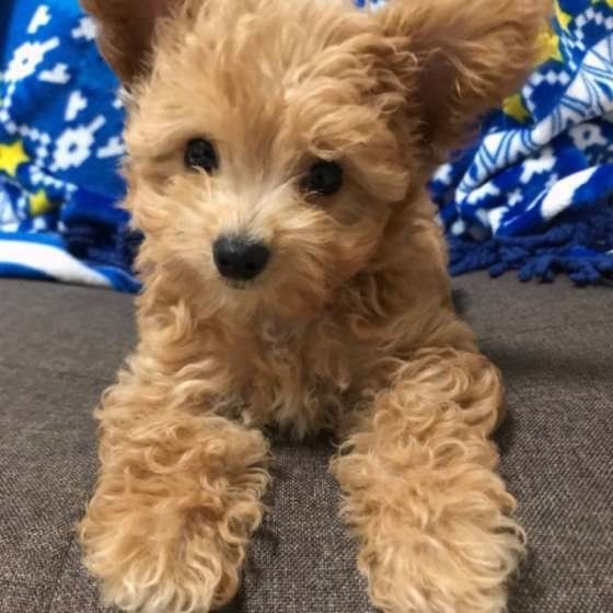 見つめる犬
