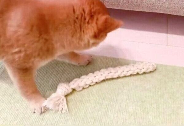 飼い主さんと綱引きをするぽたちゃん