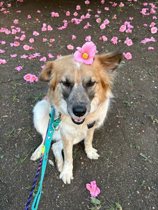 お花を頭に乗せた犬