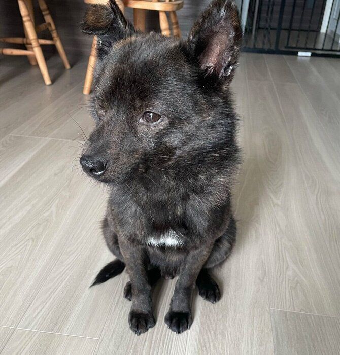 ���ޤ������˻��Ƥ���ʡ�ݤ���